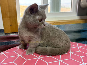 Montana Munchkins & Minuets, Munchkin kittens in MT, Munchkin kittens in Montana, Minuet kittens in montana, Minuet kittens in MT, Kittens for sale in montana, munchkin breeders in MT, Minuet breeders in MTv