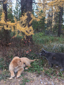 Golden Retriever Breeders in Montana, Field Golden Retriever Breeders in Montana, Field Golden Retriever Breeders, Field Golden Retrievers, Hunting Golden Retrievers, Golden Retriever Breeders in MT, Golden Retrievers in Montana, Golden Retriever puppies for sale in Montana, Golden Retriever puppies for sale in MT, Goldens in MT, Golden Retrievers for sale in MT, Golden Retrievers for sale in Montana, Golden Retriever breeders in MT, Golden Retrievers, Golden Retrievers for sale, Golden Retriever Puppies for sale, Golden Retriever Puppies, Responsible Golden Retriever Breeder, Responsible Golden Retriever Breeders in Montana, Responsible Golden Retriever Breeders in MT