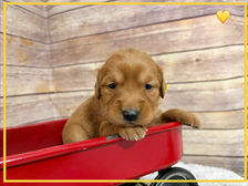 Golden Retriever Breeders in Montana, Field Golden Retriever Breeders in Montana, Field Golden Retriever Breeders, Field Golden Retrievers, Hunting Golden Retrievers, Golden Retriever Breeders in MT, Golden Retrievers in Montana, Golden Retriever puppies for sale in Montana, Golden Retriever puppies for sale in MT, Goldens in MT, Golden Retrievers for sale in MT, Golden Retrievers for sale in Montana, Golden Retriever breeders in MT, Golden Retrievers, Golden Retrievers for sale, Golden Retriever Puppies for sale, Golden Retriever Puppies, Responsible Golden Retriever Breeder, Responsible Golden Retriever Breeders in Montana, Responsible Golden Retriever Breeders in MT