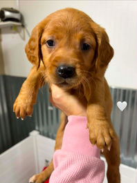 Golden Retriever Breeders in Montana, Field Golden Retriever Breeders in Montana, Field Golden Retriever Breeders, Field Golden Retrievers, Hunting Golden Retrievers, Golden Retriever Breeders in MT, Golden Retrievers in Montana, Golden Retriever puppies for sale in Montana, Golden Retriever puppies for sale in MT, Goldens in MT, Golden Retrievers for sale in MT, Golden Retrievers for sale in Montana, Golden Retriever breeders in MT, Golden Retrievers, Golden Retrievers for sale, Golden Retriever Puppies for sale, Golden Retriever Puppies, Responsible Golden Retriever Breeder, Responsible Golden Retriever Breeders in Montana, Responsible Golden Retriever Breeders in MT