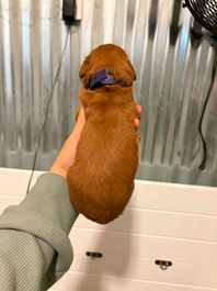 Golden Retriever Breeders in Montana, Field Golden Retriever Breeders in Montana, Field Golden Retriever Breeders, Field Golden Retrievers, Hunting Golden Retrievers, Golden Retriever Breeders in MT, Golden Retrievers in Montana, Golden Retriever puppies for sale in Montana, Golden Retriever puppies for sale in MT, Goldens in MT, Golden Retrievers for sale in MT, Golden Retrievers for sale in Montana, Golden Retriever breeders in MT, Golden Retrievers, Golden Retrievers for sale, Golden Retriever Puppies for sale, Golden Retriever Puppies, Responsible Golden Retriever Breeder, Responsible Golden Retriever Breeders in Montana, Responsible Golden Retriever Breeders in MT