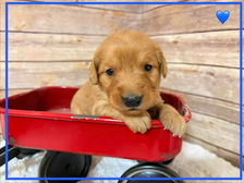 Golden Retriever Breeders in Montana, Field Golden Retriever Breeders in Montana, Field Golden Retriever Breeders, Field Golden Retrievers, Hunting Golden Retrievers, Golden Retriever Breeders in MT, Golden Retrievers in Montana, Golden Retriever puppies for sale in Montana, Golden Retriever puppies for sale in MT, Goldens in MT, Golden Retrievers for sale in MT, Golden Retrievers for sale in Montana, Golden Retriever breeders in MT, Golden Retrievers, Golden Retrievers for sale, Golden Retriever Puppies for sale, Golden Retriever Puppies, Responsible Golden Retriever Breeder, Responsible Golden Retriever Breeders in Montana, Responsible Golden Retriever Breeders in MT
