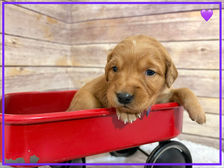 Golden Retriever Breeders in Montana, Field Golden Retriever Breeders in Montana, Field Golden Retriever Breeders, Field Golden Retrievers, Hunting Golden Retrievers, Golden Retriever Breeders in MT, Golden Retrievers in Montana, Golden Retriever puppies for sale in Montana, Golden Retriever puppies for sale in MT, Goldens in MT, Golden Retrievers for sale in MT, Golden Retrievers for sale in Montana, Golden Retriever breeders in MT, Golden Retrievers, Golden Retrievers for sale, Golden Retriever Puppies for sale, Golden Retriever Puppies, Responsible Golden Retriever Breeder, Responsible Golden Retriever Breeders in Montana, Responsible Golden Retriever Breeders in MT