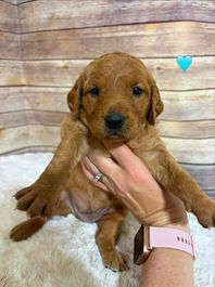 Golden Retriever Breeders in Montana, Field Golden Retriever Breeders in Montana, Field Golden Retriever Breeders, Field Golden Retrievers, Hunting Golden Retrievers, Golden Retriever Breeders in MT, Golden Retrievers in Montana, Golden Retriever puppies for sale in Montana, Golden Retriever puppies for sale in MT, Goldens in MT, Golden Retrievers for sale in MT, Golden Retrievers for sale in Montana, Golden Retriever breeders in MT, Golden Retrievers, Golden Retrievers for sale, Golden Retriever Puppies for sale, Golden Retriever Puppies, Responsible Golden Retriever Breeder, Responsible Golden Retriever Breeders in Montana, Responsible Golden Retriever Breeders in MT