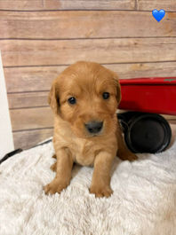 Golden Retriever Breeders in Montana, Field Golden Retriever Breeders in Montana, Field Golden Retriever Breeders, Field Golden Retrievers, Hunting Golden Retrievers, Golden Retriever Breeders in MT, Golden Retrievers in Montana, Golden Retriever puppies for sale in Montana, Golden Retriever puppies for sale in MT, Goldens in MT, Golden Retrievers for sale in MT, Golden Retrievers for sale in Montana, Golden Retriever breeders in MT, Golden Retrievers, Golden Retrievers for sale, Golden Retriever Puppies for sale, Golden Retriever Puppies, Responsible Golden Retriever Breeder, Responsible Golden Retriever Breeders in Montana, Responsible Golden Retriever Breeders in MT