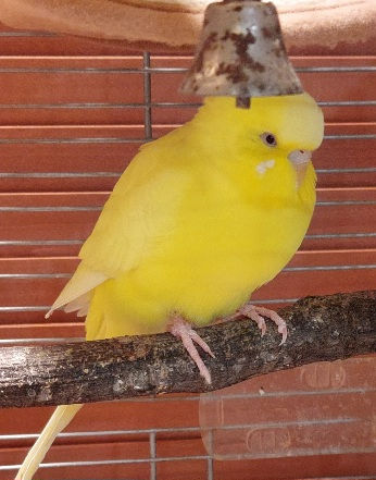 サムネイル： 止まり木にいるセキセイインコの写真