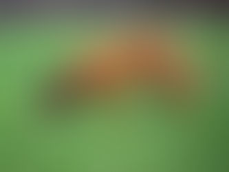 Den Frieden muss man suchen ...