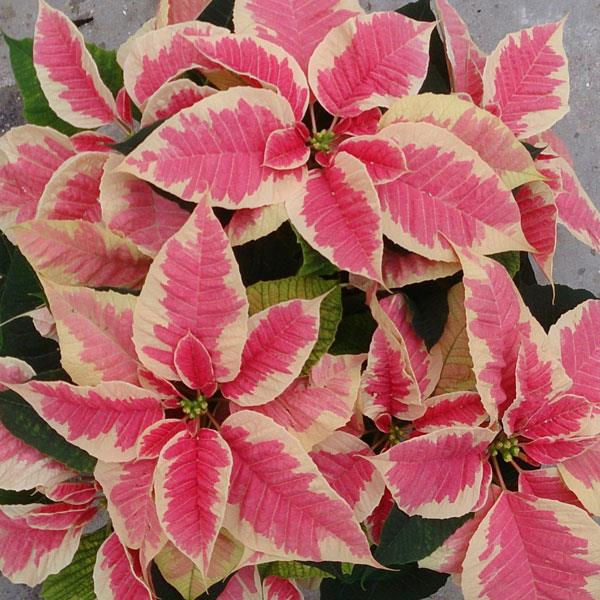 Matt's Greenhouse Poinsettia - Christmas Beauty Marble - picture