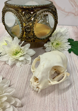Skull Cleaning 2.JPG