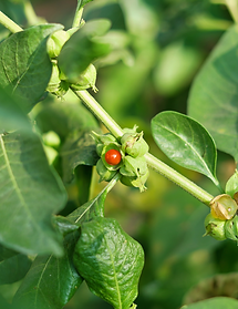 Untitled design (6).png