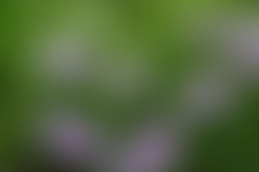 Happy family together outdoors, symbolizing strong relationships and benefits of family counseling.