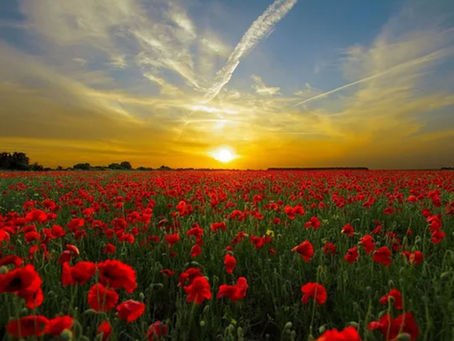 “Colorful flowers basking in the glow of a summer sunrise, symbolizing renewal, hope, and emotional healing.
