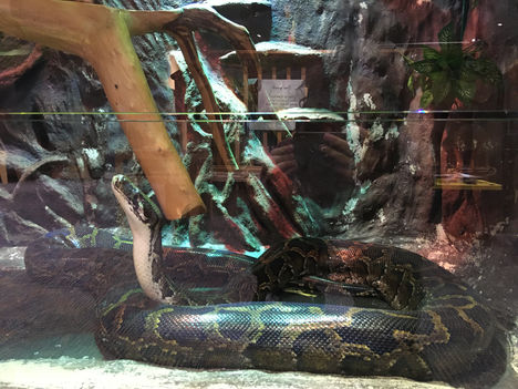 2021_python.jpeg