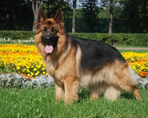 Wallpaper Saepio Kennal Kerala Ernakulam Puppies For Sale Dogs For Free