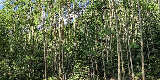 Trees.jpg