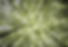 S-sage-green-wallpaper-desktop19.png