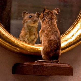 Self-compassion in the Body