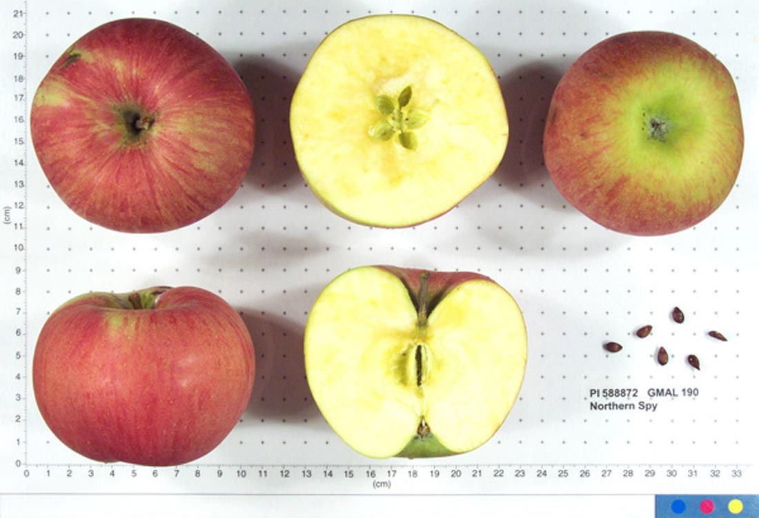 Northern Spy Apple