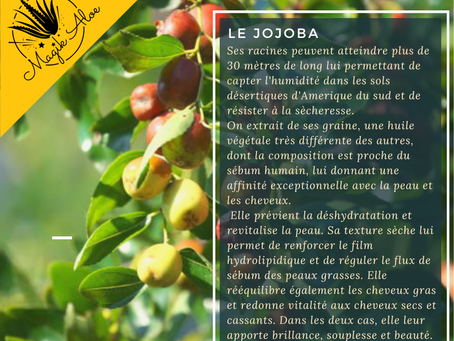 Le Jojoba