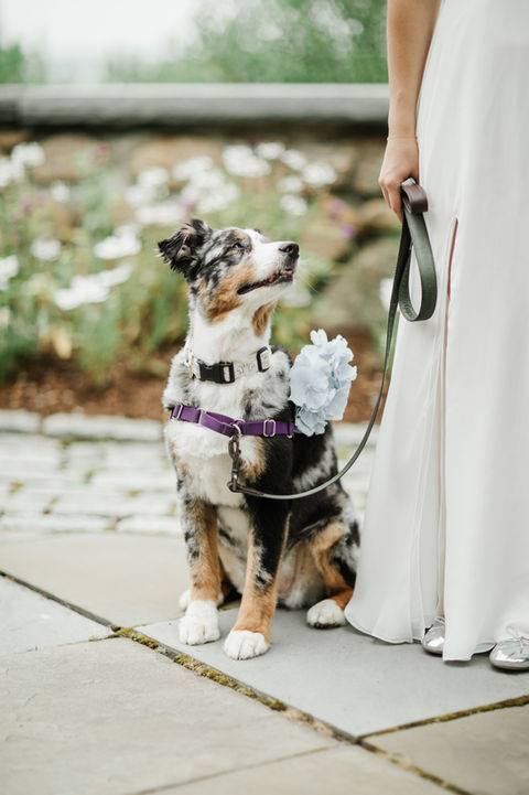 a sweet dog wears hydrangeas to join her parents for their first look