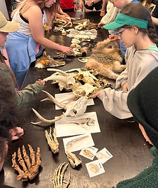 Specimens.jpeg