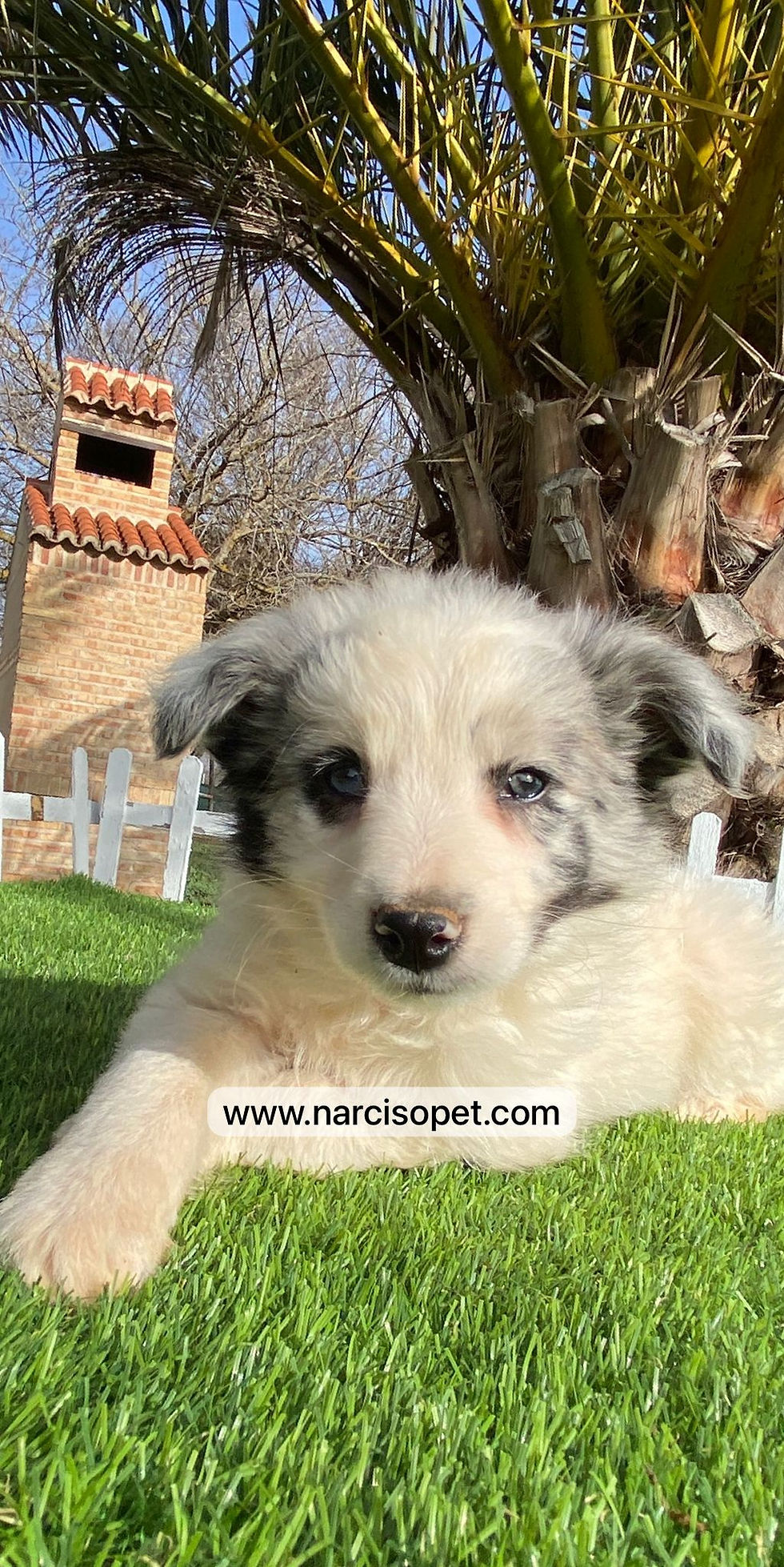Miniatura: Border Collie Blue Merle | Macho