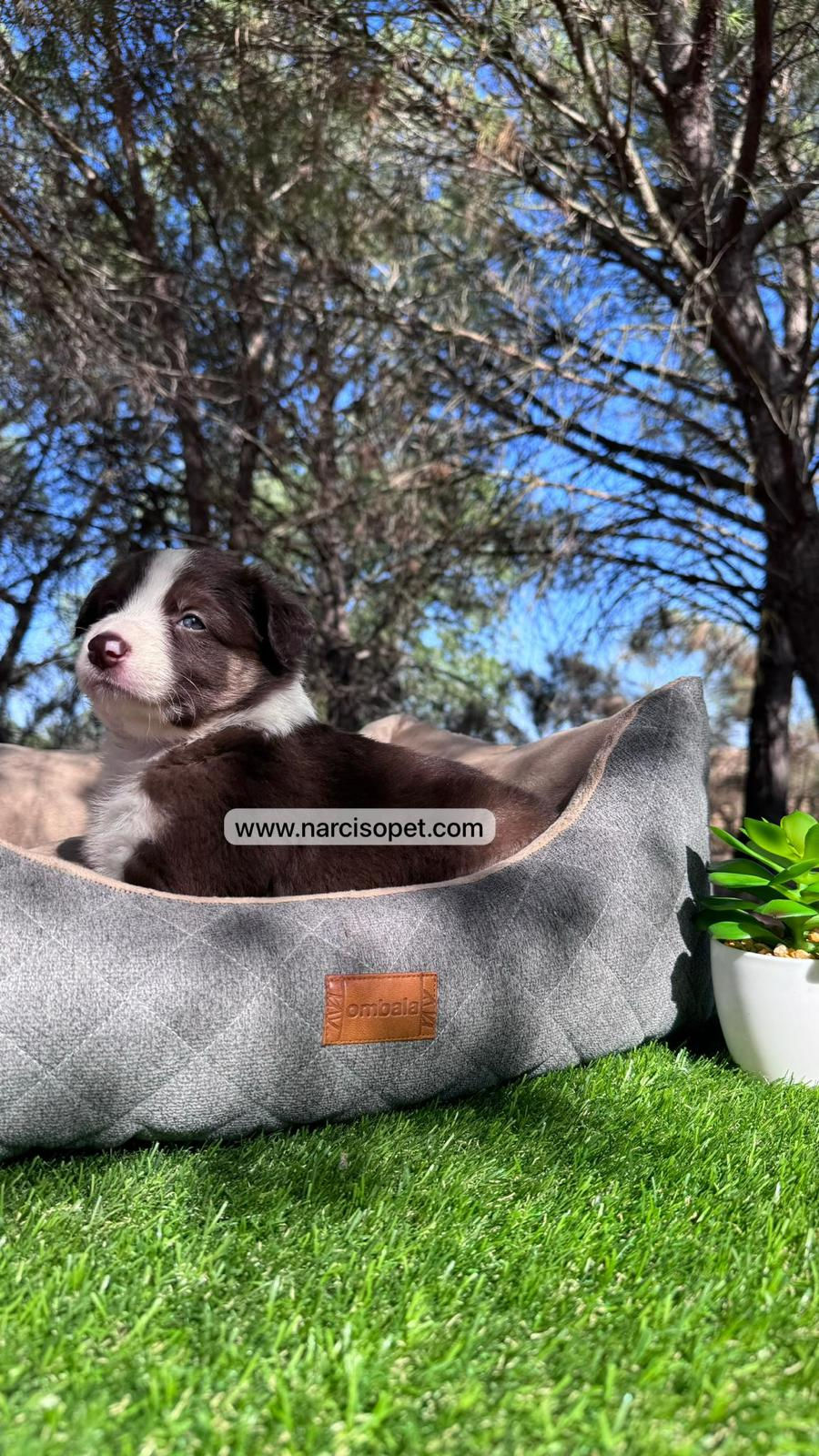 Miniatura: Border Collie Chocolate | Hembras