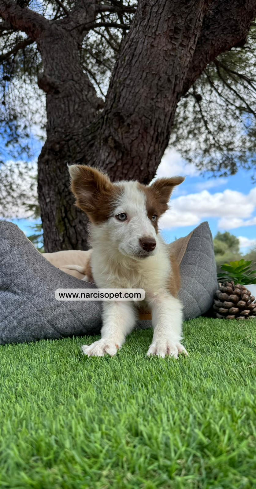 Miniatura: Border Collie Chocolate | Hembra