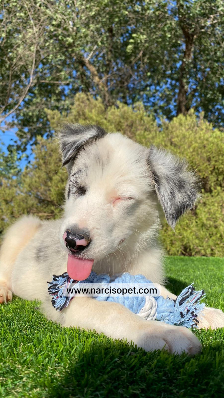 Miniatura: Border Collie Merle Macho