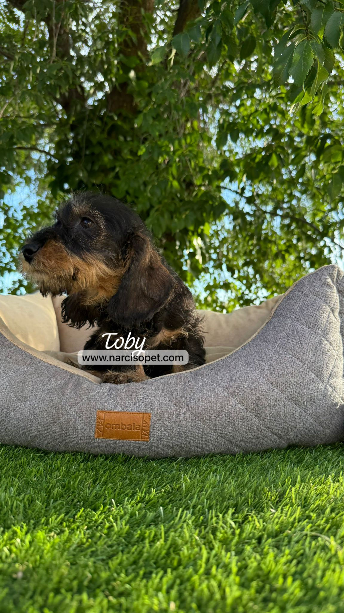 Teckel Pelo Duro Mini | Macho "Toby"