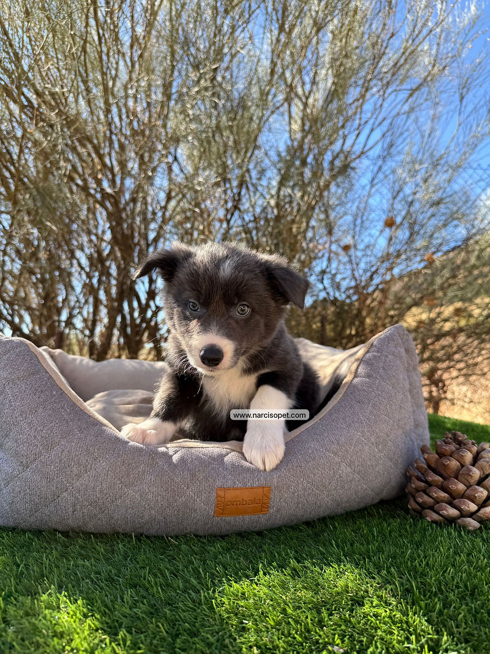 Thumbnail: Border Collie Blue | Hembra "Azul"