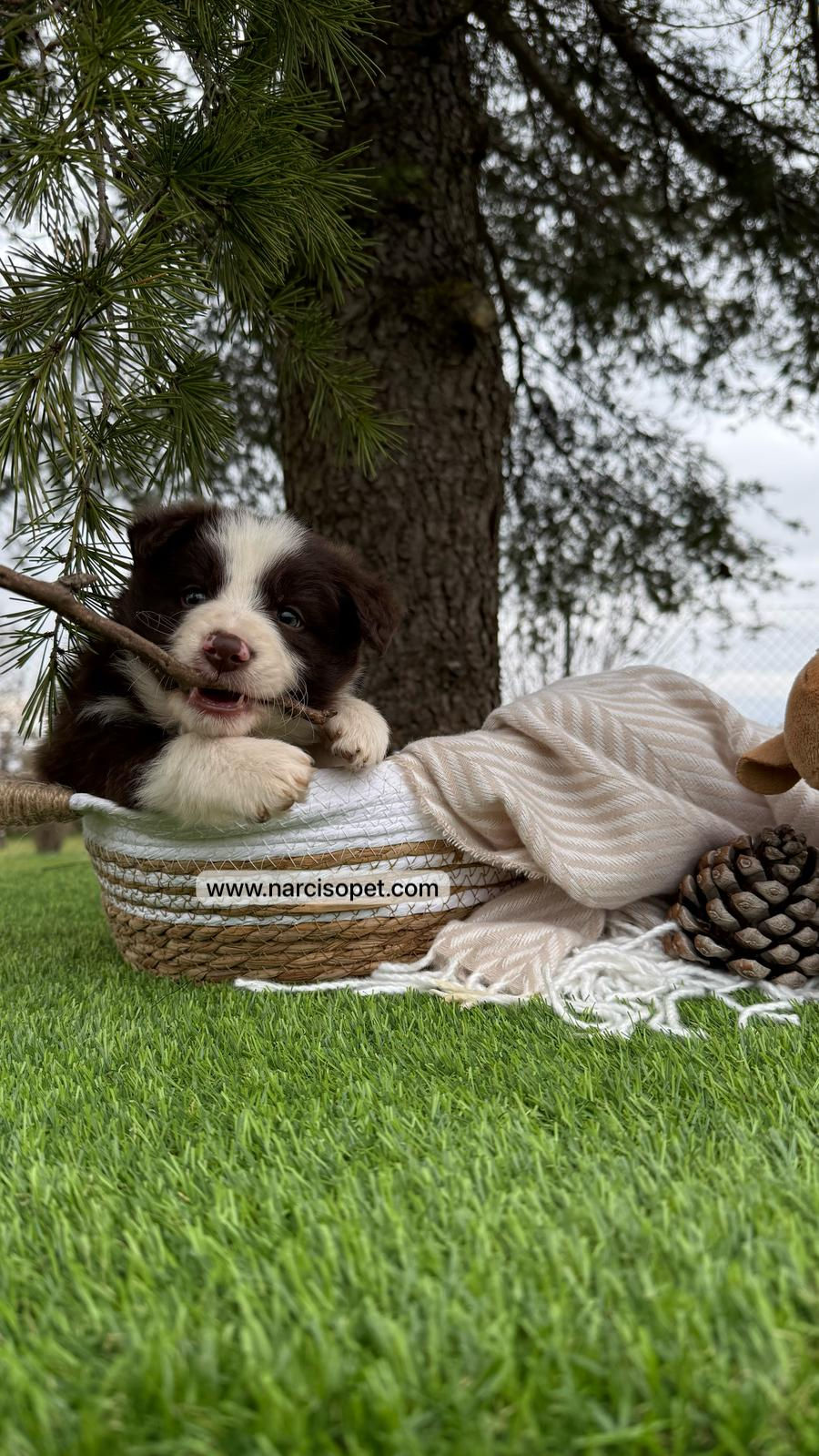 Thumbnail: Border Collie Chocolate | Macho "Tedy"