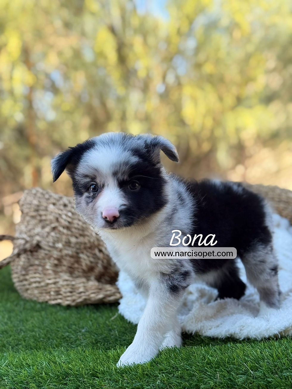 Thumbnail: Border Collie Merle Hembra | Bona