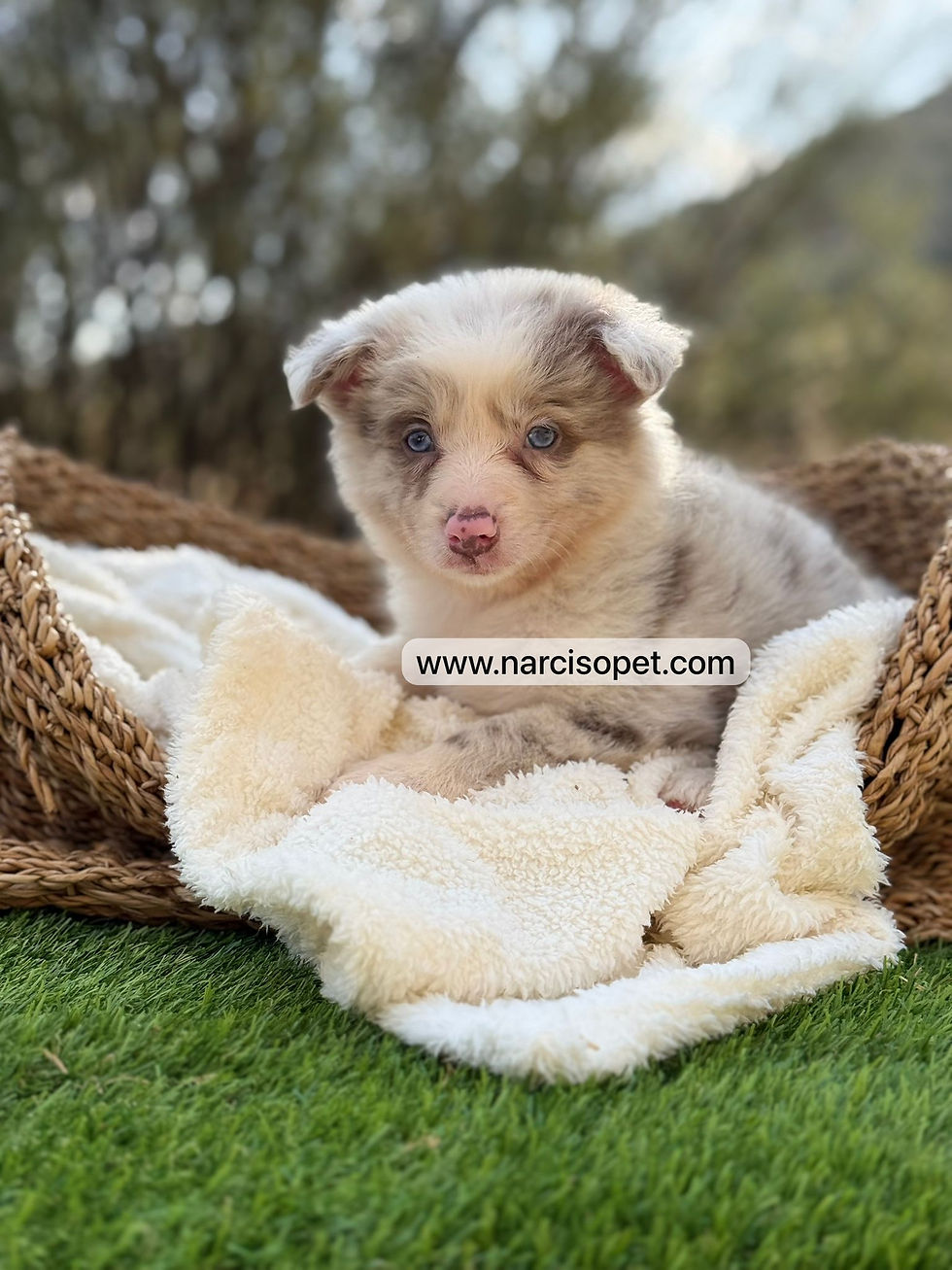 Thumbnail: Border Collie Blue Merle Lilac Hembra | Malú