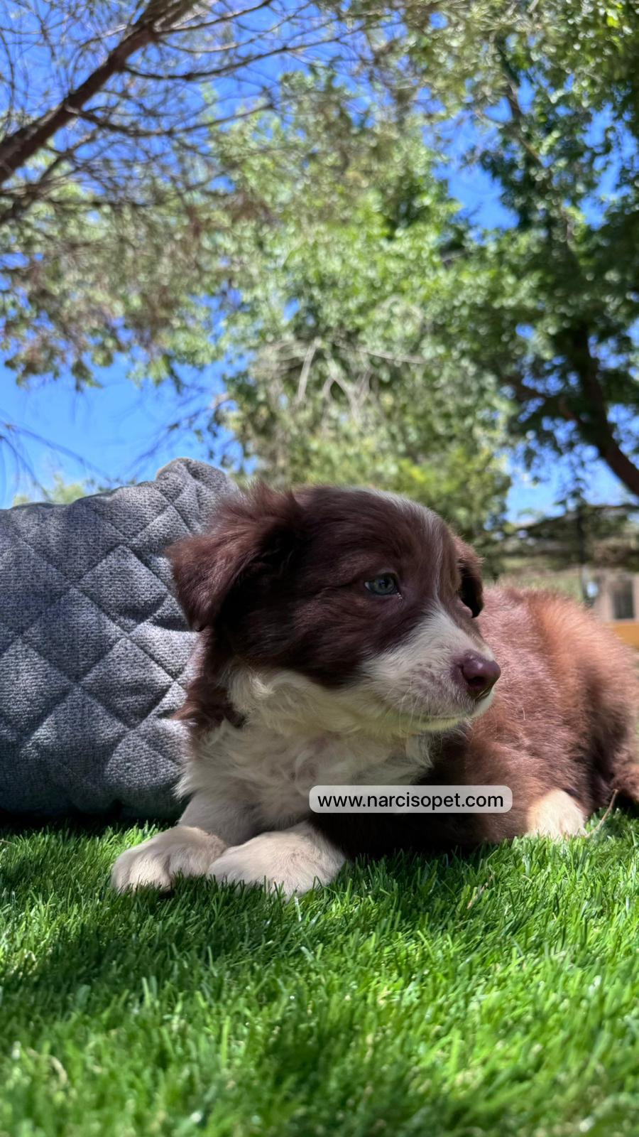 Thumbnail: Border Collie Chocolate | Hembra