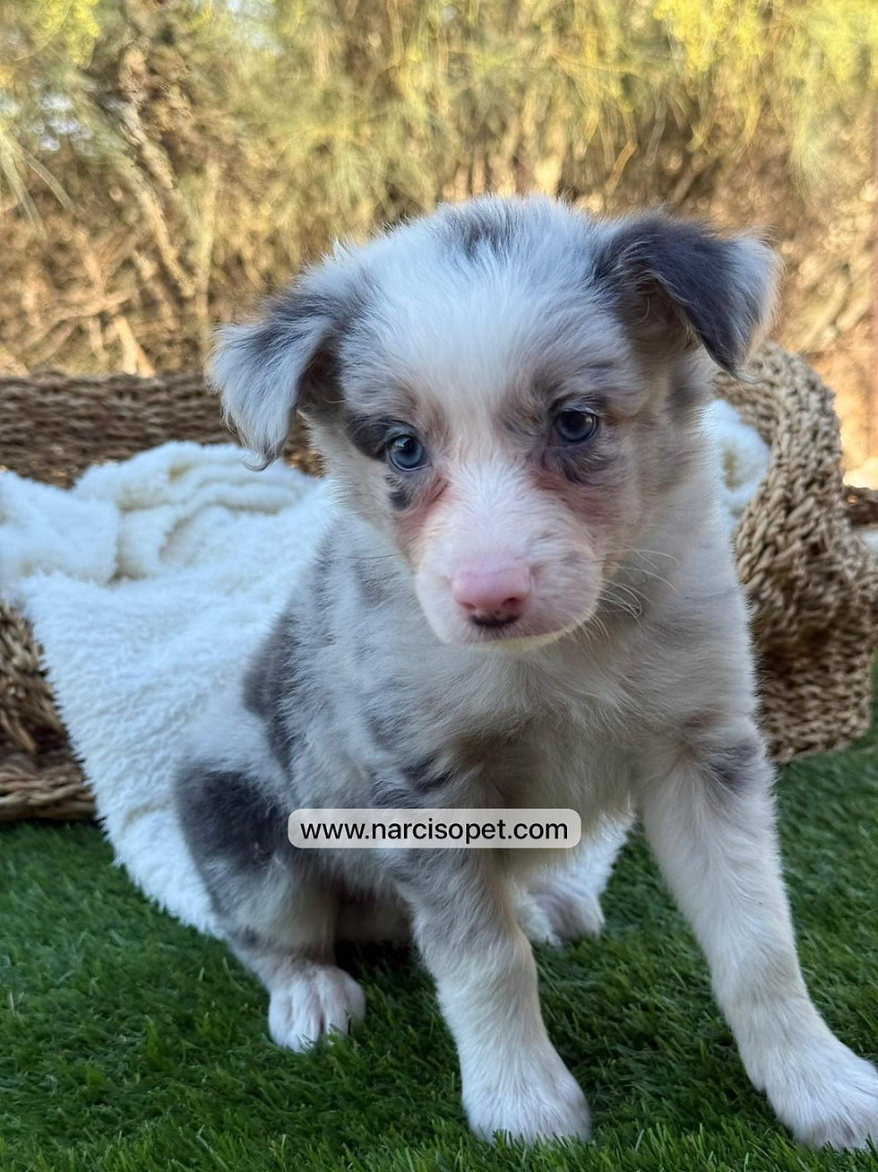 Thumbnail: Border Collie Merle Hembra | Helena