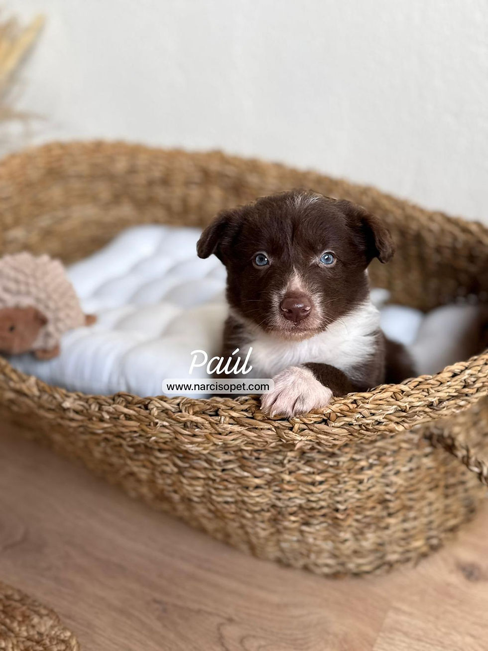 Miniatura: Border Collie Chocolate | Macho "Paúl"