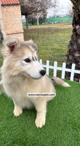 Husky Siberiano Color Arena - Macho | Narciso Pet