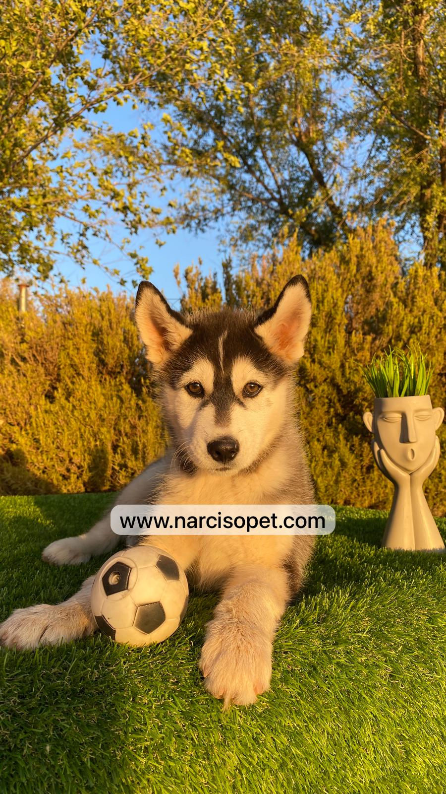 Thumbnail: Husky Negro y Blanco - Macho