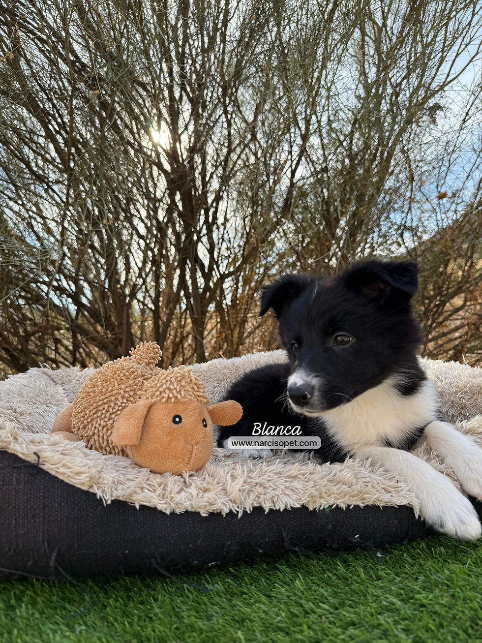 Thumbnail: Border Collie Blanco y Negro | Hembra "Blanca"
