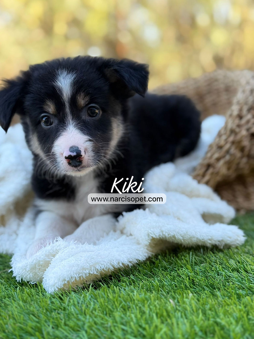 Miniatura: Border Collie Hembra Tricolor | Kiki