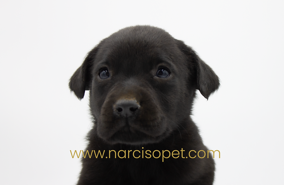 Miniatura: Labrador Negro -Macho