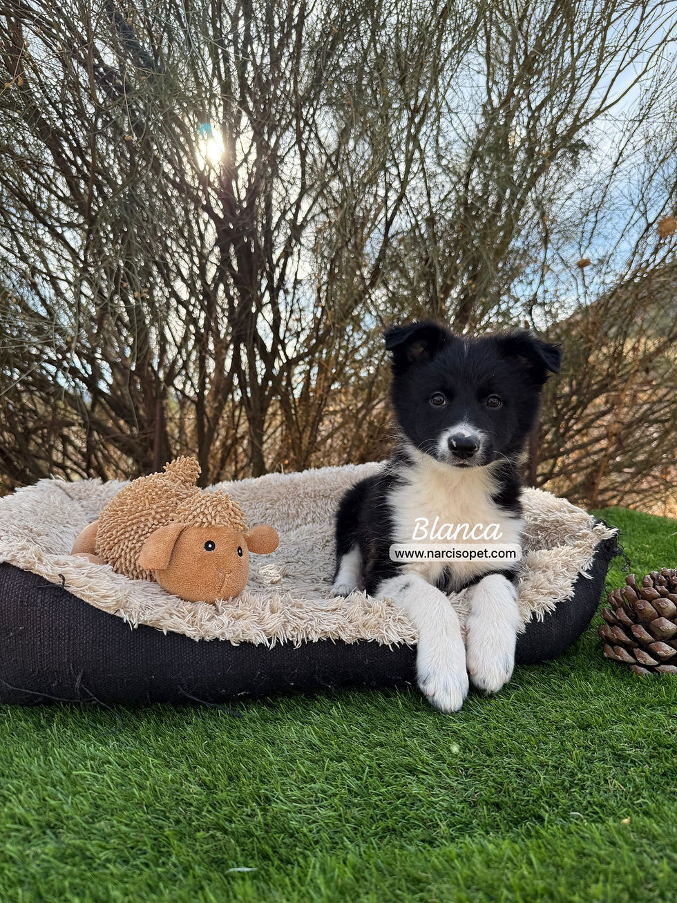 Miniatura: Border Collie Blanco y Negro | Hembra "Blanca"