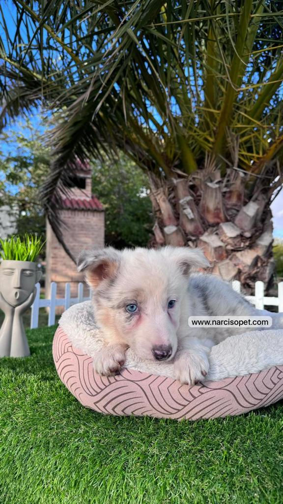 Miniatura: Border Collie Blue Merlé - Hembra