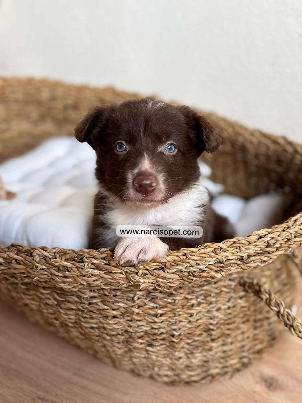 Miniatura: Border Collie Chocolate | Macho "Paúl"
