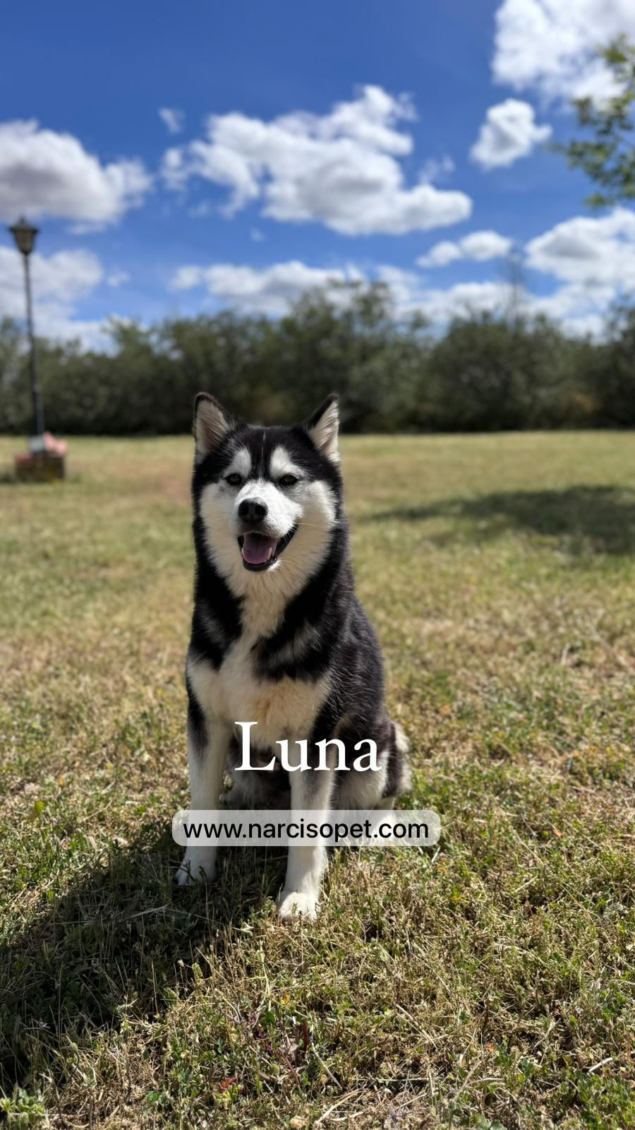 Thumbnail: Husky Siberiano Rojo intenso | Hembra