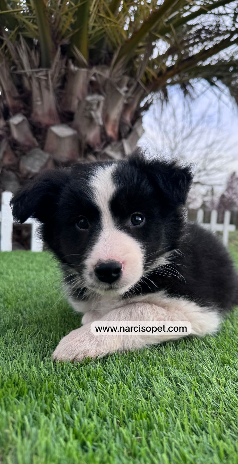 Miniatura: Border Collie Blanco y Negro | Macho