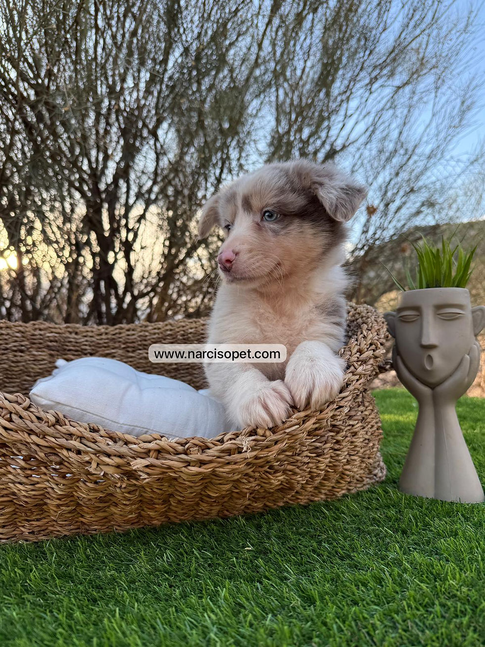 Miniatura: Border Collie Merle Lilac | Hembra "Clara"