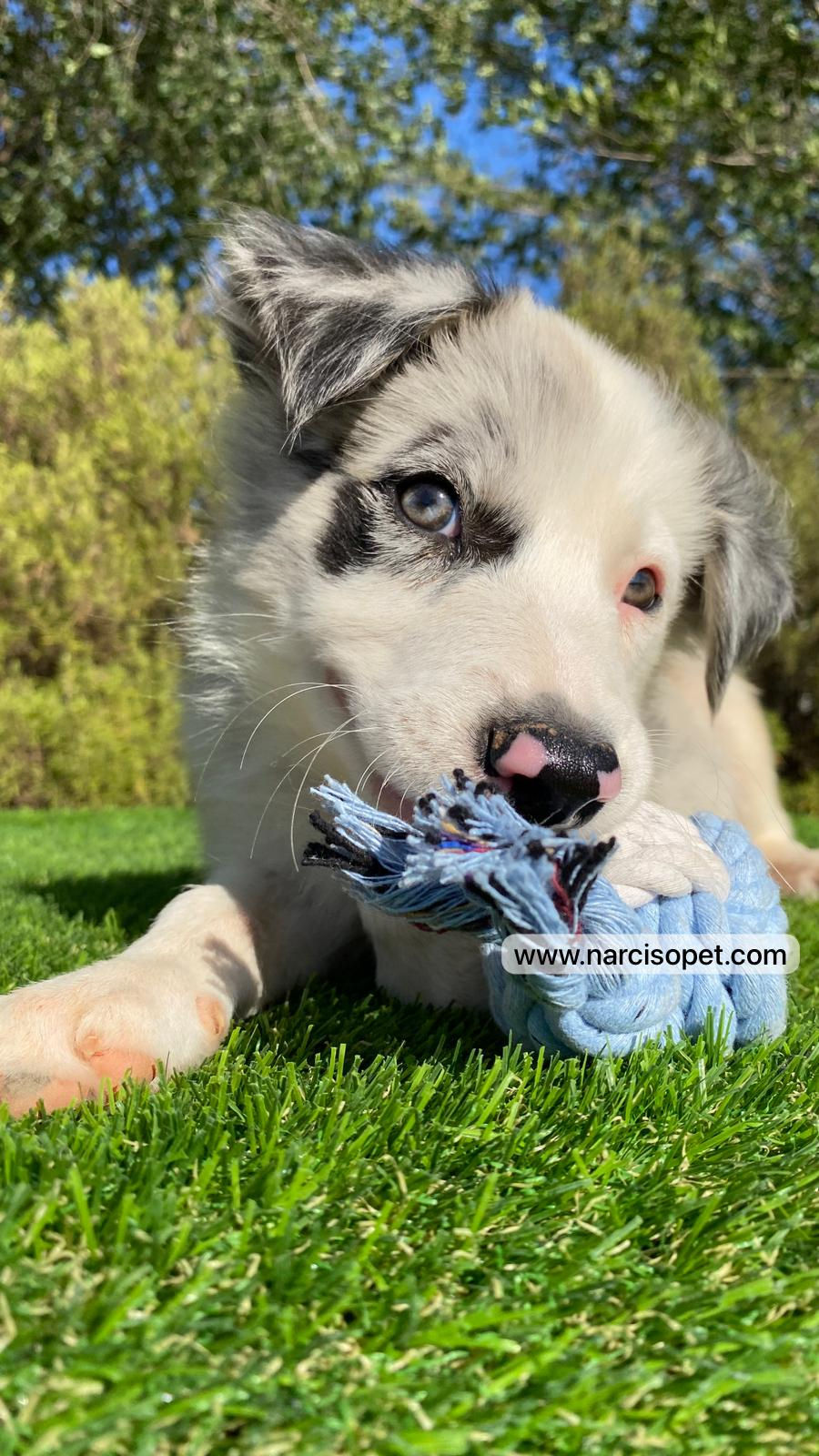 Miniatura: Border Collie Merle Macho