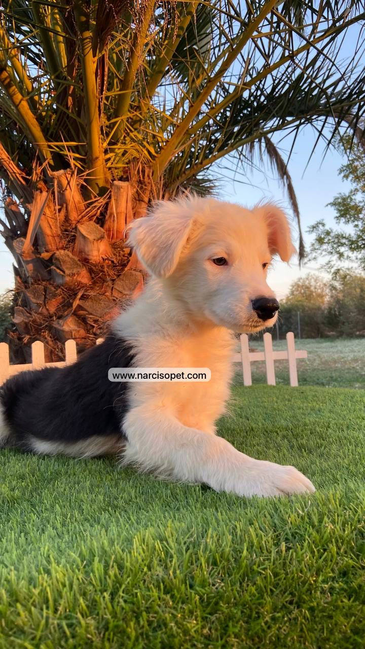 Miniatura: Border Collie Blanco y Negro - Macho